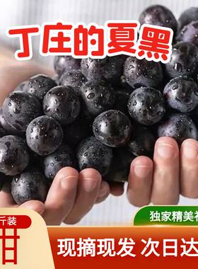 丁庄葡萄江苏特产卖疯了