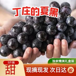 句容正宗丁庄无核夏黑葡萄新鲜当季无籽水果黑珍珠现摘顺丰包邮