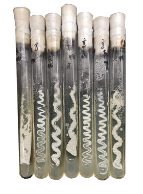 【斜面】灰色链霉菌 AS4.139 菌种，教学质控，2代斜面，定制