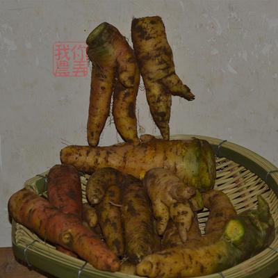 胡萝卜 老品种 现挖 散装 500克散装 奇形怪状颜色各异