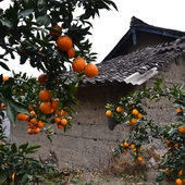 酸甜 新鲜水果 500克 散装 先看介绍哦 黄果柑 大小不一 现摘