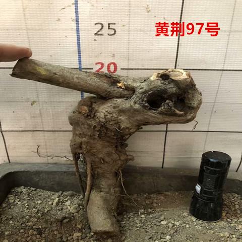 黄荆盆景室内外绿植盆栽