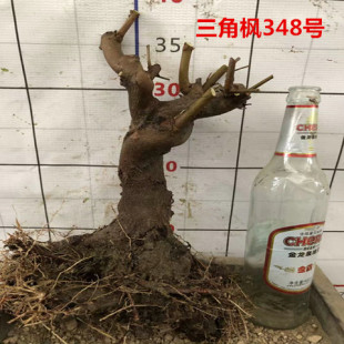 小叶三角枫盆景树桩室内外绿植盆栽