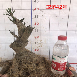 卫矛盆景室内外绿植盆栽