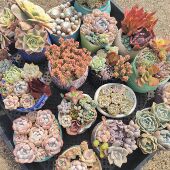 包邮 1元 起多肉植物绿植阳台花卉萌肉18元