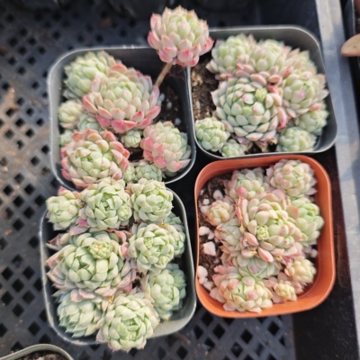 草莓斑马3.99一个，18包邮