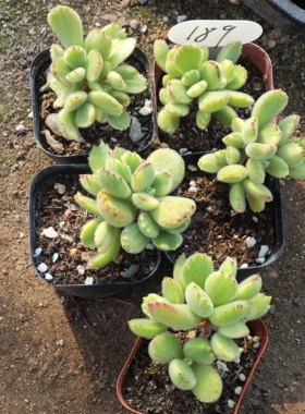 彩虹熊5颗9.9，18包邮