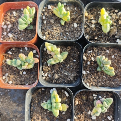 鹿角黄锦8颗28.8，一物一拍