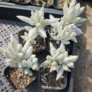 银月3.9一个，18包邮