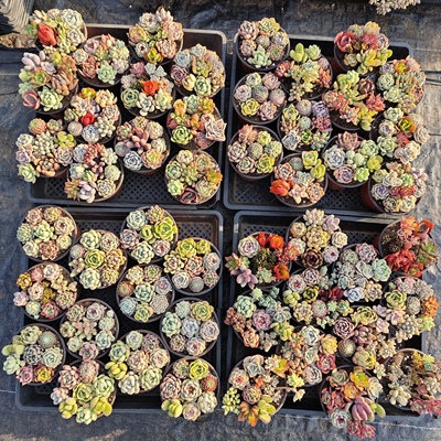 批发价多肉植物1-2元起阳台花卉园艺绿植冰玉梦露惊鸿仙子等等