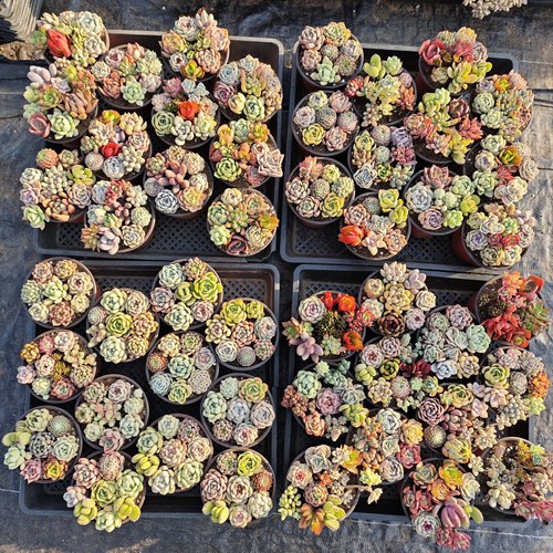 批发价多肉植物1-2元起阳台花卉园艺绿植冰玉梦露惊鸿仙子等等