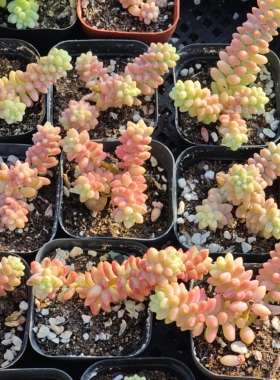 彩虹玉坠2.8一个，18包邮