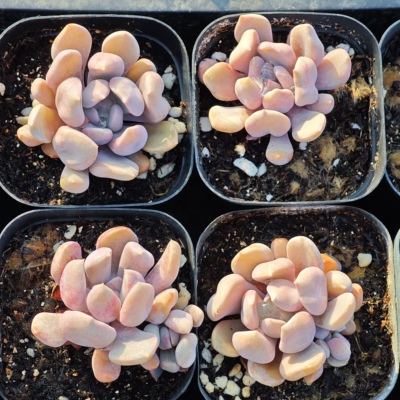 丘比特3.99一个，18包邮