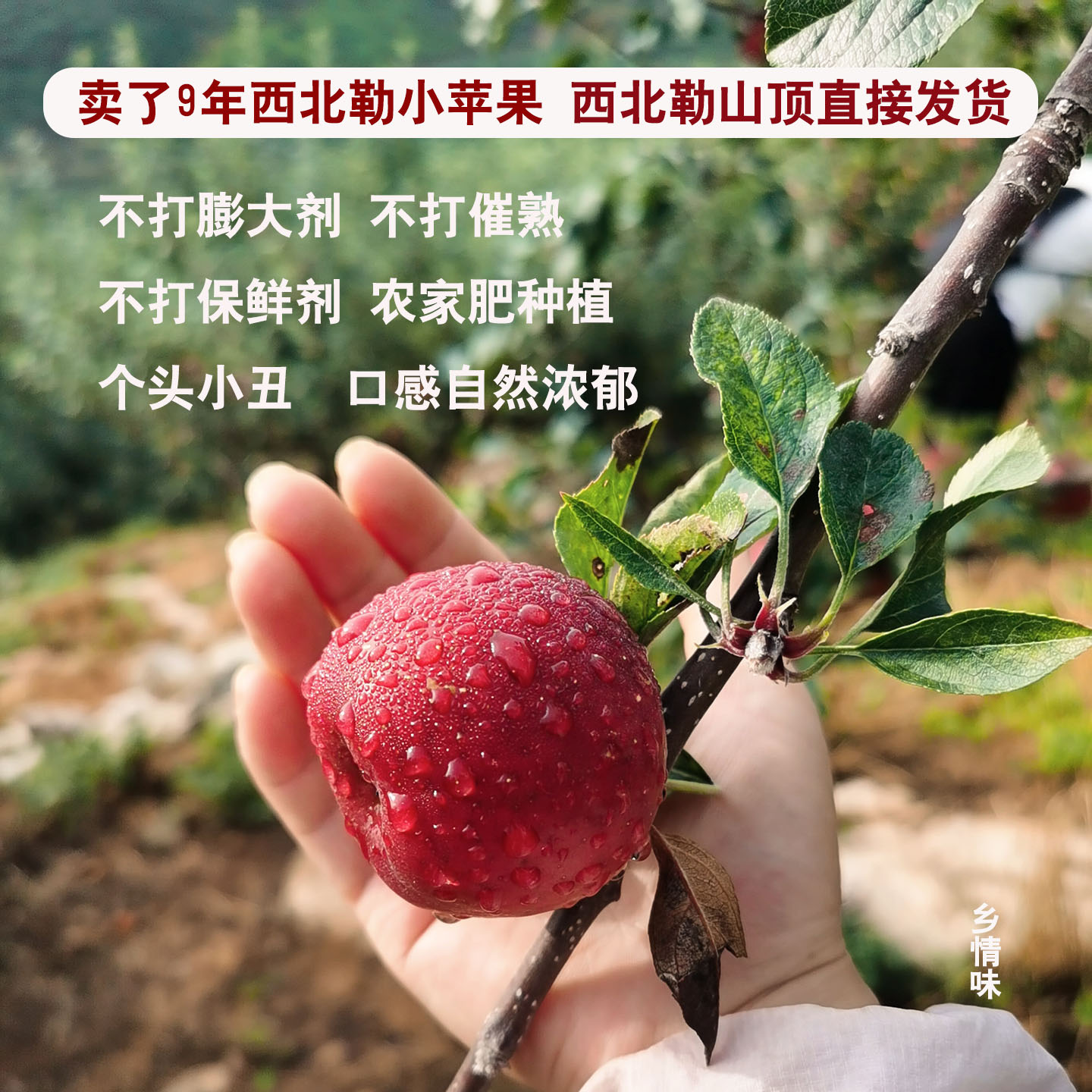 云南西北勒大山农家半野生小苹果