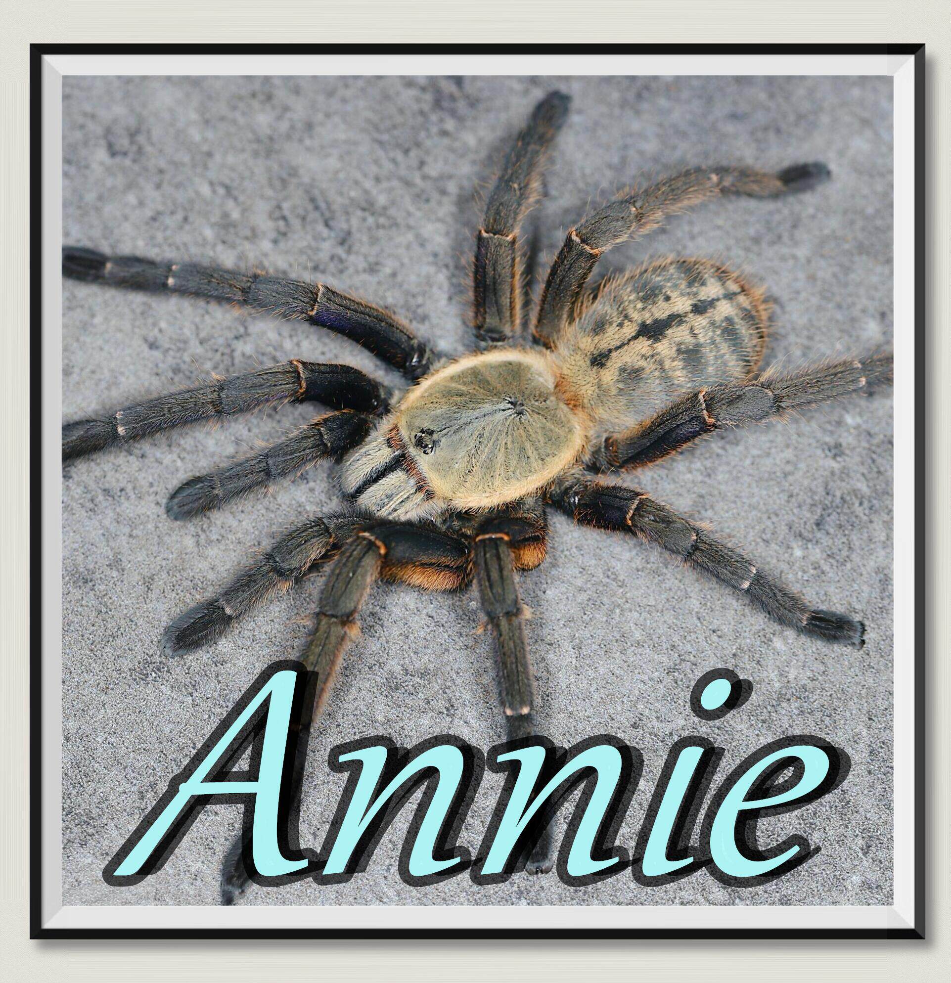 电蓝地老虎网红宠物蜘蛛老虎家族超高人气新品种