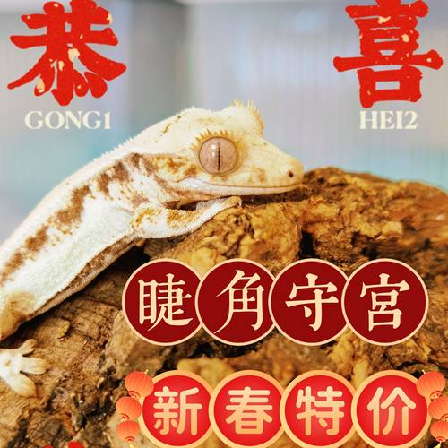 莉莉白睫角守宫宠物幼苗性格亲人温顺呆萌无毒颜色丰富无攻击性