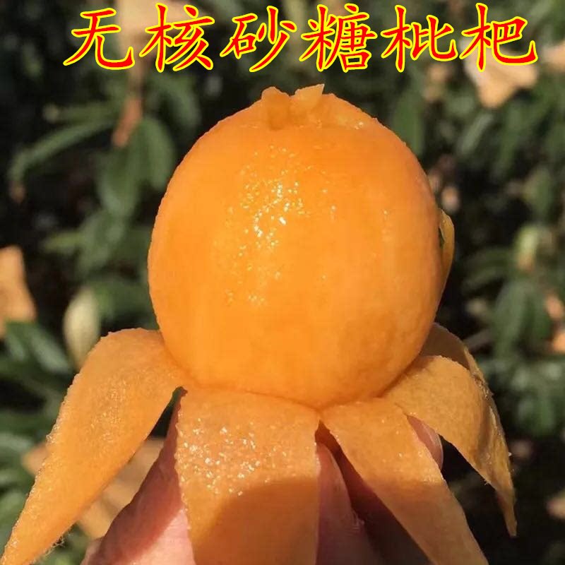 四川新品种无核砂糖枇杷树苗盆栽地栽无籽枇杷苗嫁接果树苗大五星