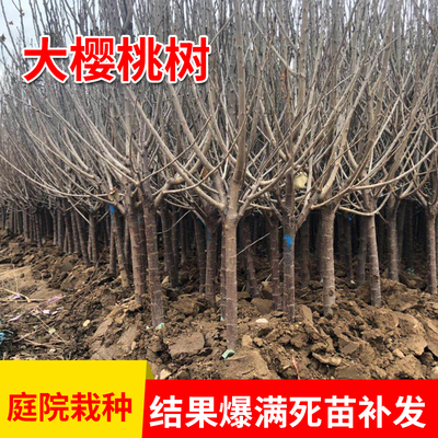 美国车厘子苗车厘子树苗南北方种植樱桃树苗大樱桃苗嫁接苗果树苗