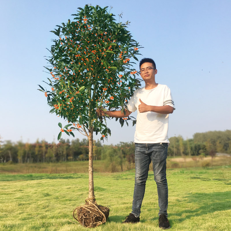 地栽大型四季桂花树苗庭院浓香花卉常青植物盆景金桂丹桂室内盆栽