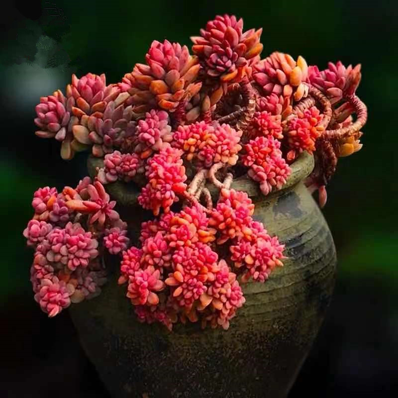 紫心群生大颗红色多肉植物肉肉绿植盆栽进口稀有花卉带盆栽好包邮