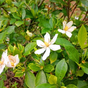 野生桅子花山栀子花阳台花卉植物好养活绿植不带盆单株