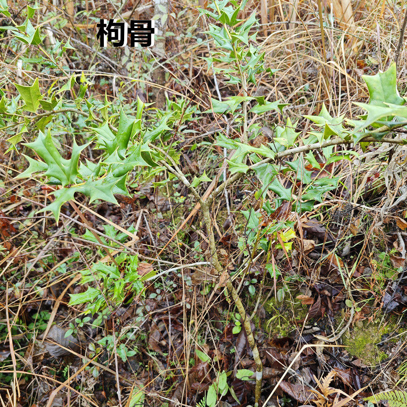 枸骨盆栽小树猫儿刺老虎刺小乔木八角刺鸟不宿狗骨刺老鼠树猫儿香
