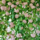 包邮 四季 球兰带花大苗当年开花卉室内外爬藤大苗攀援植物盆栽吊兰