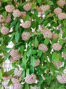 四季球兰带花大苗攀援植物包邮