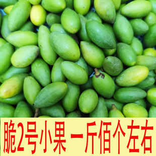 福州2号品种小果新鲜青橄榄适合生吃现摘原味不泡糖精产地直发