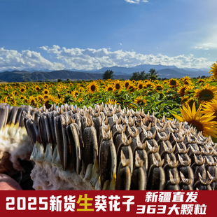 生葵花子新疆葵花籽2025新货葵花瓜子生的大颗粒生葵花籽生瓜子