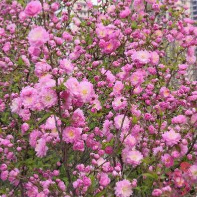耐寒丛生重瓣小花榆叶梅树苗满天星郁李花苗梅花盆栽地栽绿植麦李