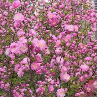 耐寒丛生重瓣小花榆叶梅树苗满天星郁李花苗梅花盆栽地栽绿植麦李