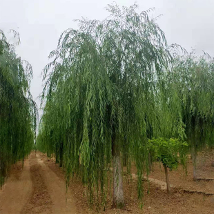 垂柳树苗速生黄金柳园林绿化庭院河边柳树行道大树金丝柳杨柳旱柳