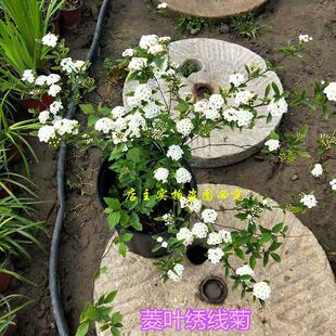 凌叶绣线菊珍珠梅苗阳台盆景庭院绿植鸡树条花期长好成活耐寒