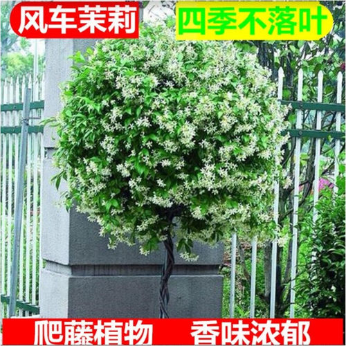 风车茉莉爬藤植物庭院绿化四季长绿盆栽室内络石藤浓香型花卉耐寒