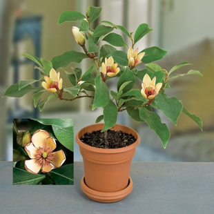 含笑花苗盆栽室内阳台浓香型庭院地栽大树苗南方四季开花耐寒植物