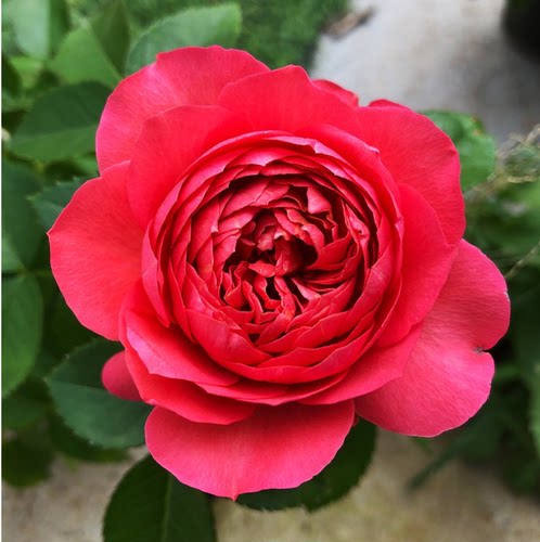 红色果汁阳台月季花苗盆栽微月四季庭院大花玫瑰香奈儿月季丰花型