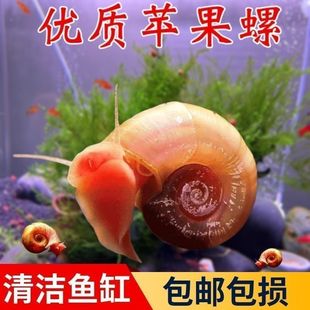 苹果黄金螺除藻淡水鲜活观赏清洁净化宠物鱼缸狗头饲料好养耐活