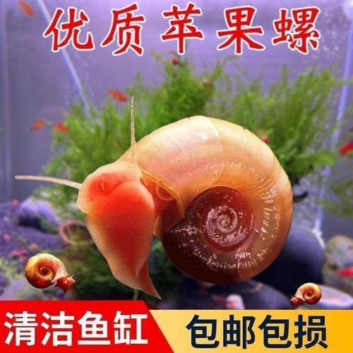 苹果黄金螺活体除藻耐活观赏