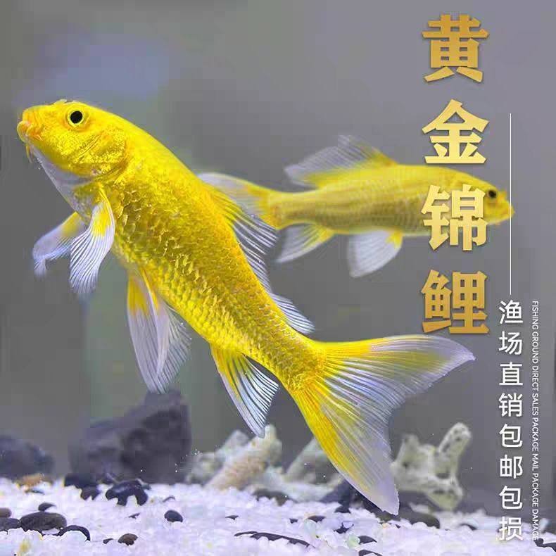 黄金锦鲤观赏鱼冷水活鱼招财风水耐活龙凤淡水金鱼好养鲤鱼鱼苗,宠物/宠物食品及用品,鱼,淘宝优惠券,粉丝福利购,淘宝优惠卷