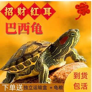 网红小宠物巴西龟小乌龟巴西龟幼龟长寿观赏乌龟招财小草龟