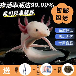 六角恐龙蝾螈龙鱼宠物锦鲤观赏鱼淡水鱼淡水活物好养金鱼冷水懒人