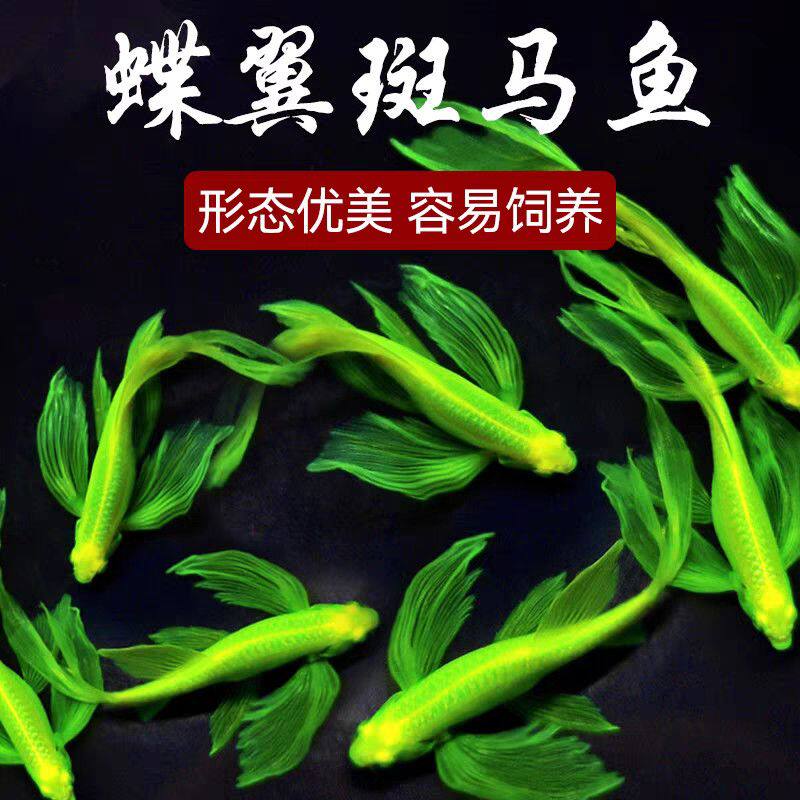 小型蝶翼斑马鱼长尾冷水淡水热带荧光观赏鱼翡翠龙凤好养热带鱼