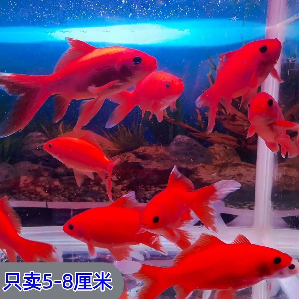 冷水鹦鹉血红观赏鱼耐活好养葡萄鱼好招财鱼苗黑眼金鱼淡水鱼,宠物/宠物食品及用品,鱼,淘宝优惠券,粉丝福利购,淘宝优惠卷