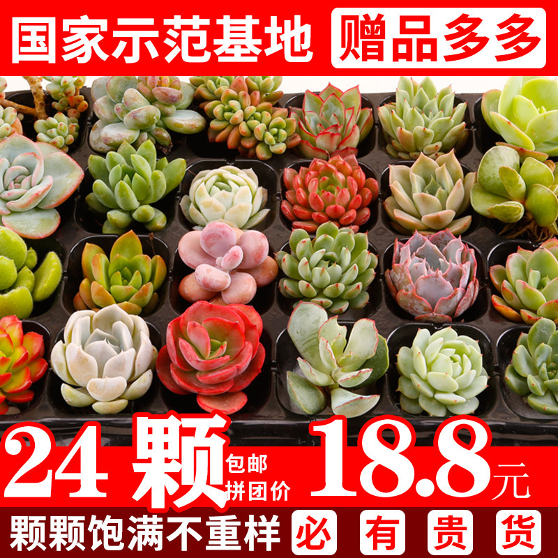 多肉植物组合盆栽花卉爆盆新手办公桌绿植肉肉辐射室内新款套餐