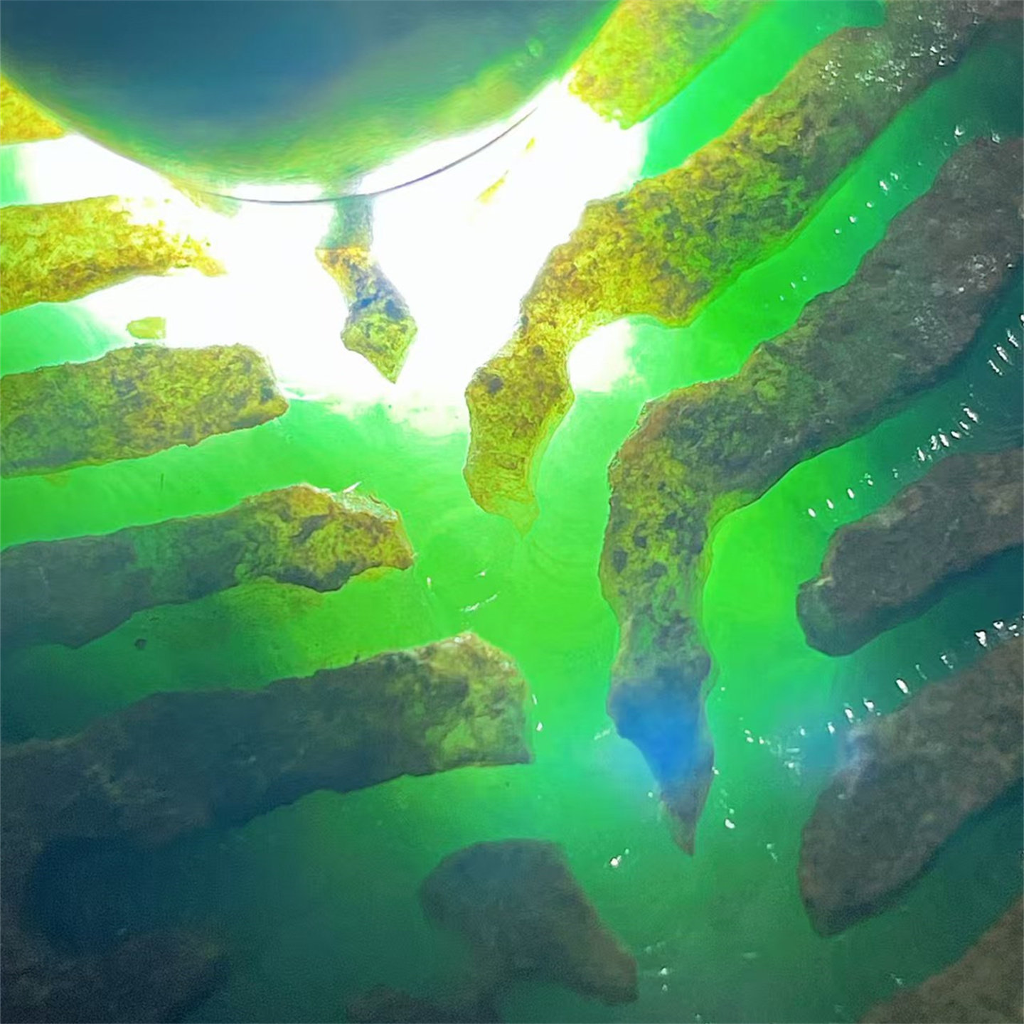 AA20171缅甸天然翡翠原石老坑木那场口开窗手镯料 重2公斤