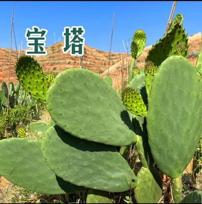 云南宝塔可食用仙人掌果苗云钻新鲜滇红种植片无刺盆栽梨水果蔬菜