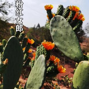 云南滇红仙人掌苗多肉粉红女郎种植片可结果食用的蔬菜水果树盆栽