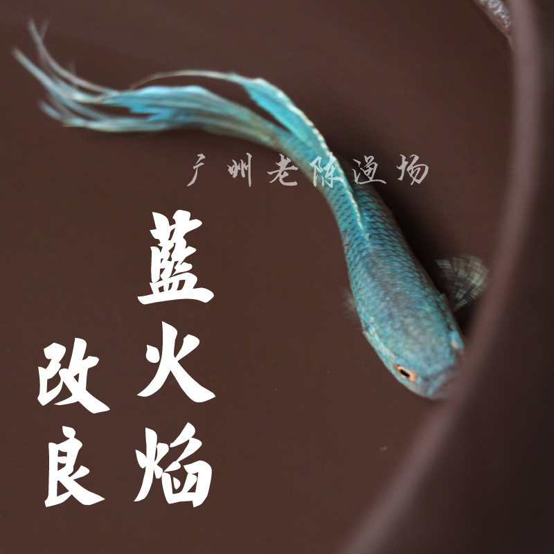 精品改良蓝火焰 中国斗鱼活鱼活体 野生中华斗鱼 耐养易养观赏鱼|msdalam kategori haiwan peliharaan/makanan haiwan dan bekalan, Aquarium World, ikan - dari Buy2taobao.com untuk memberikan perkhidmatan ejen Taobao profesional membeli