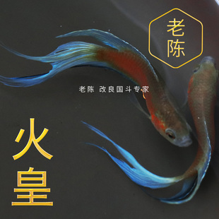 改良澳洲红火焰斗鱼中国斗鱼活体活鱼冷水淡水鱼易养耐活 火皇